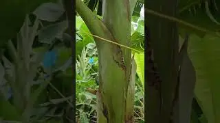 CONTROL SIGATOKA - PL&Aacute;TANO HART&Oacute;N #urab&aacute; #agricultura #pl&aacute;tanocolombiano