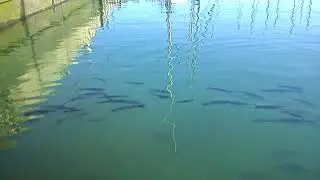 MOV01748