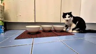 Feeding Time with Noir & Artemis 🐾 | Double Trouble Cats!