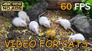 [NO ADS, NO AI] Cat TV for Cats to Watch 😺 Hungry White Mice & Gerbils Feast &ndash; 4K 60FPS