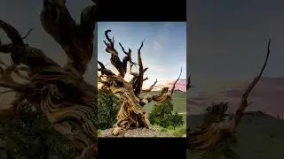 The Oldest Tree in the World 🌳⏳ | Weird Plant Facts 8 #plantfacts #amazingplants #weirdplants