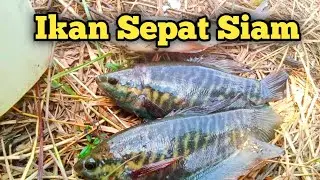 mengenal ikan sepat siam