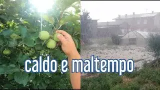 iniziamo diradamento delle mele