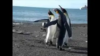 Funny Penguin Fight