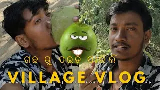 ଗଛ ରୁ ପଇଡ଼ ପାରି କି ପାଣି ପିଇବା 🌴 🥥 #odiavlog #dailyvlog #villlagevlog #viral #videochannel 