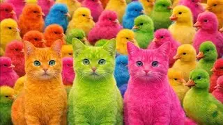 Tangkap Ayam Lucu, ayam warna warni, ayam rainbow, kelinci lucu, bebek lucu, ikan koi, Hewan Lucu