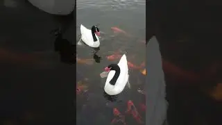 Прогулка по парку Bicentetario. Часть 3.