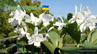 Guarianthe (Cattleya) skinneri alba 'Debbie'