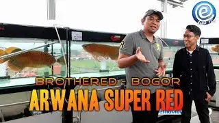 Koleksi Arwana  Dedi Amriyanto Bogor