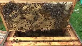Bait comb removal and checking up on our swarm