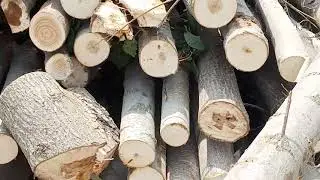 Italian poplar wood timber white poplar 03120151856