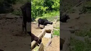 Beauty of Maidan Wardak #afghanistan #nature #viralvideo #افغانستان #shorts
