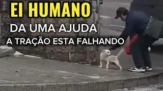 Empurr&atilde;ozinho dog #dog #dogs #cachorro 