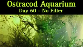 Swarming Seed Shrimp : Nano Aquarium Culture