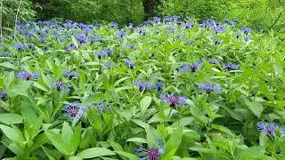 Chaber miękkowłosy (Centaurea mollis) zapomniane błękitne piękno spod g&oacute;rskich kapliczek