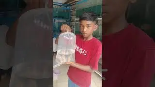 Buying silver arowana in kolathur fish market #kolathurfishmarket #plantedaquarium  #arowanafish