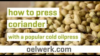 coriander oil pressing with popular cold oilpress - made in germany