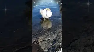 Kn&ouml;lsvan swan swans