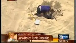 Juno Beach turtle egg poaching uncovered