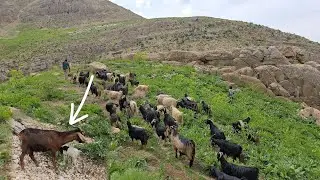 Sheep giving birth in the heart of a wild cave! An exciting moment in Iranian nomadic life ⛰️&zwj;⬛&zwj;🐑✨