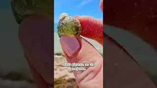 Valonia ventricosa: el organismo unicelular m&aacute;s grande