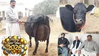 مدثر اقبال گجرساب لکھو 6 گائیں برائے فروخت یکم جنوری 2026 karnana channel