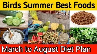 Budgies summer foods | March to August diet plan for all birds | Summer softfoods budgies parrots