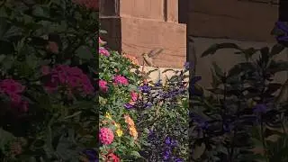 Hummingbird #fledgling #migration #hummingbirdflowers #birdspecies #wildlife #nature #adorable