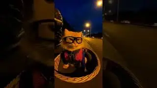 Spider-Finn&rsquo;s secret identity revealed as Peter Purrker!! #superhero #cat #motorcycle #parody