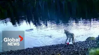 Cameras capture BC sea wolf raiding crab traps in first possible &lsquo;tool use&rsquo;