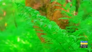 Serene Nature Sounds 🌿 | Relaxing Forest Ambience @NatureVibes786-n5z