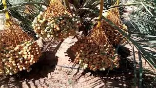 مزرعة برحي 100٪ مع جوزيف بولس Barhi farm standard 100%
