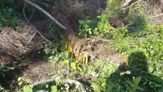 Orlando Bee Removal