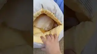 My Pet Sleeps Like a Baby Here 😴 #dhgate #dhgatefinds #coolgadgets