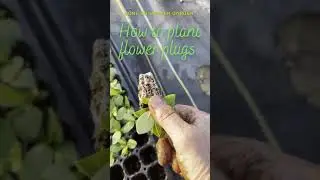 How to plant Lisianthus plugs