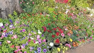Our Garden vlog and nursery visit 🌸 | Winter plants ki shopping ki