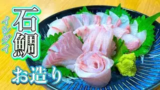 【磯の王者】脂の旨味と筋肉質な食感が最高な『石鯛のお造り』（捌き方からお刺身になるまで）