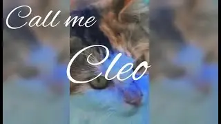 Call Me Cleo!- LW&C with VSDC