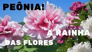 COMO PLANTAR PEÔNIA? A RAINHA DAS FLORES.
