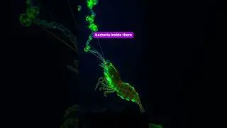 Glowing shrimp farts are a real thing. Science is unhinged 💨✨