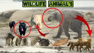 ANIMAL'S under forest wildlife life animal's #wildlife #animals 2.7m.views.2hour.ago
