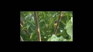 Nature sound.. Bird singing