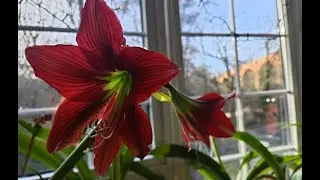 Парковий амариліс Red Beauty - огляд сорту та особливості