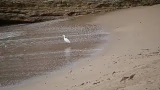 Foraging shorebirds