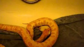 mon python molure albinos Gustave