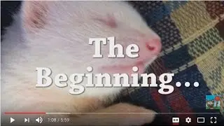 Taking you down ferret memory lane (feat. Yuki, Bear, Binxi and Sammy)