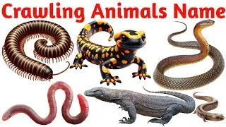 Crawling Animals Names in English for Kids | Insects, Reptiles, Bugs, Worms & Creepy Crawlies Learn