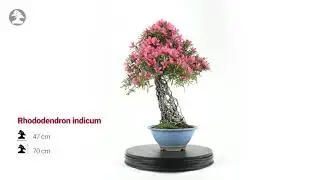 Mistral Bonsai - Bons&aacute;i exclusivo Rhododendron de 29 a&ntilde;os