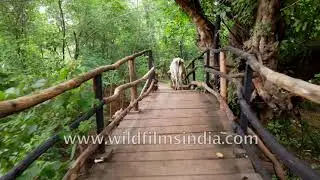 Drive to, walk over forested bridge: Ken River lodge Central India's most unique wildlife property?