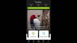 Audubon Birds App - Outdoor Technology